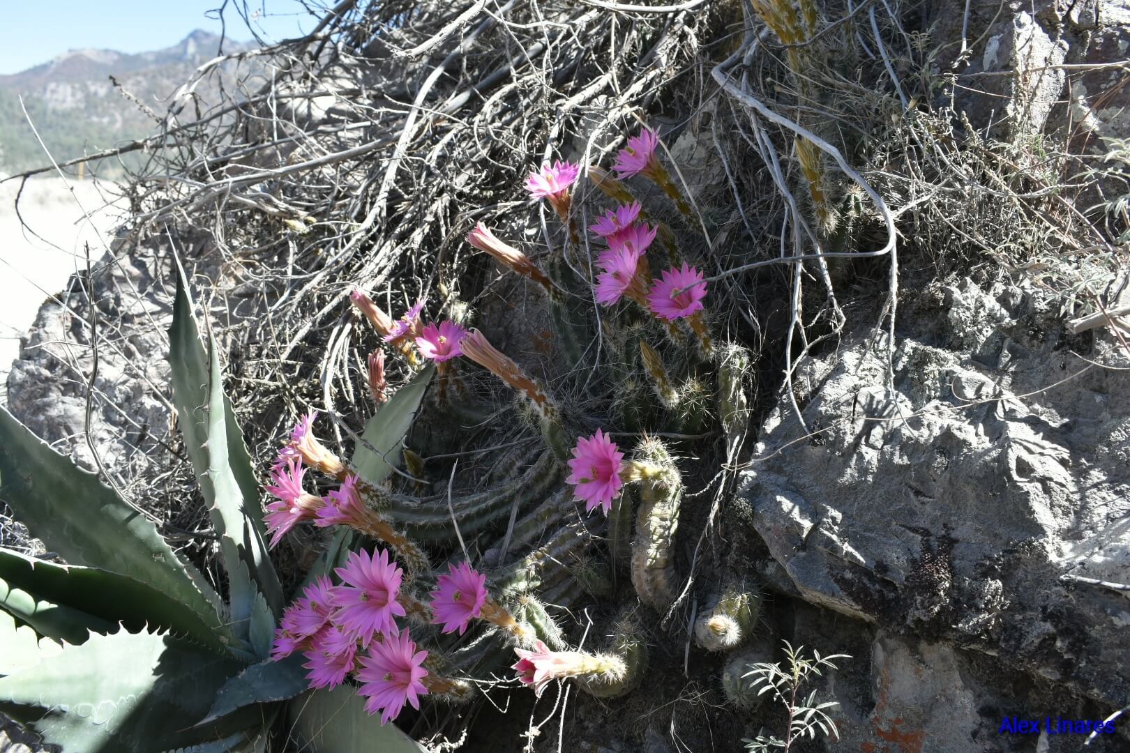 Echinocereus scheeri var. gentryi